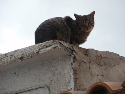 Cat on a roof