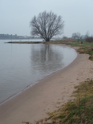 Tree at riverbank
