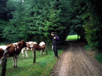 Meeting the cows
