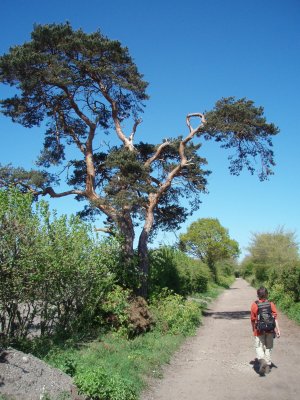 Tree at farm track