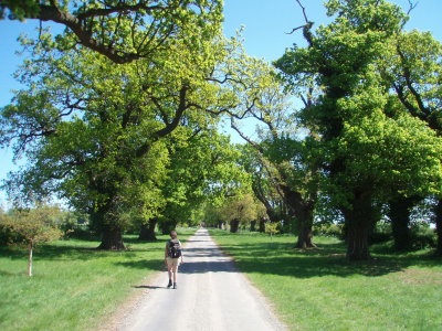 Oak lined drive