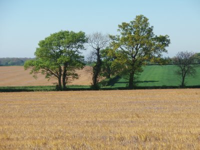 Trees in between fields