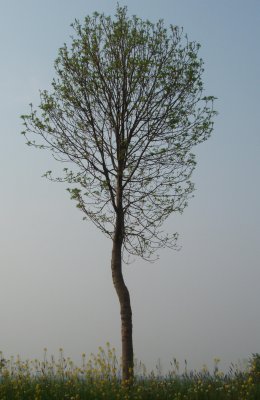 Tree in spring time