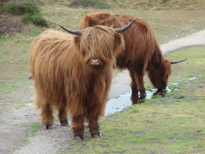 Highland cattle in the lowlands