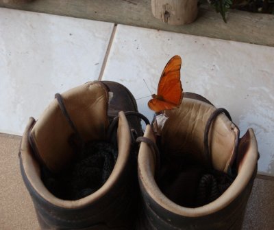 Boots and butterfly