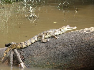 Spectacled caiman (I)