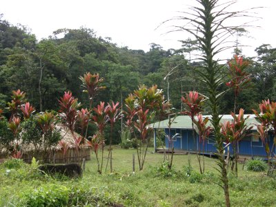 School in the jungle