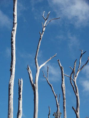 Dead trees