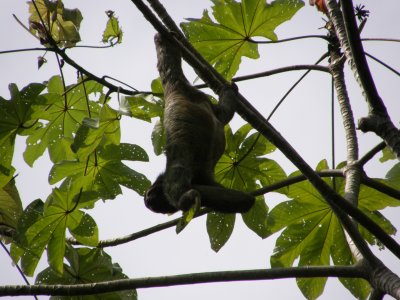 Three-toed sloth (I)