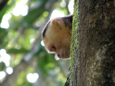 Capuchin hiding