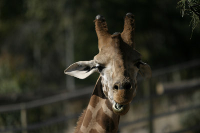 Giraffe - Canberra Zoo