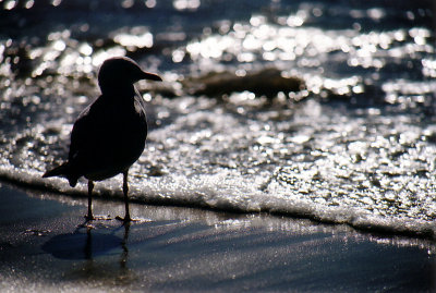 Seagull by the sea shore, Seal Rocks