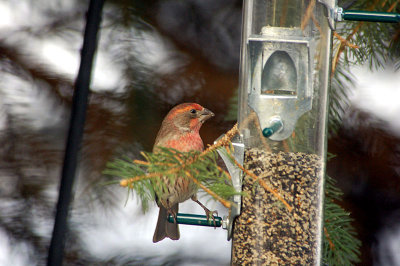 male_house_finch.jpg