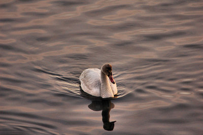 trumpeter swan.jpg