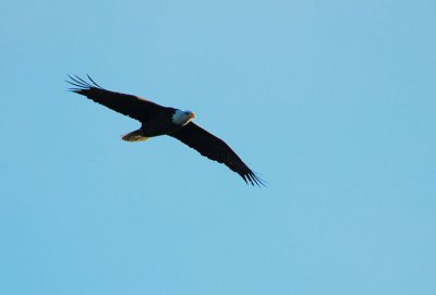 soaring bald eagle.jpg