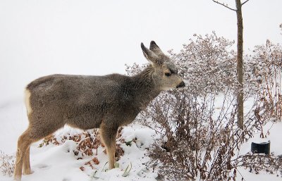 young  mule deer.jpg