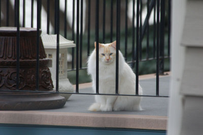 neighbours kitty.jpg