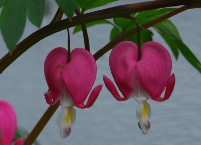 bleeding hearts.jpg