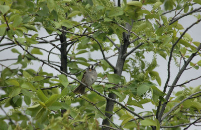 white capped sparrow.jpg