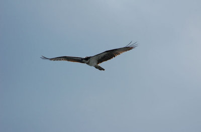 osprey2.jpg
