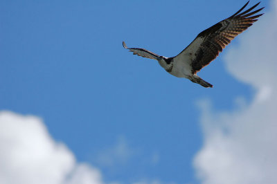 osprey3.jpg