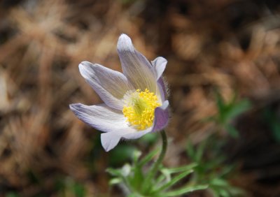 Pasqueflower or Anemone patens