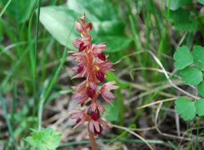 Corallorhiza striata Lindley or Striped Coral-root orchid