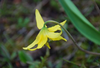 Erythronium grandiflorum or Glacier Lily; Yellow Avalanche-lily