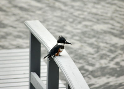 Belted  Female Kingfisher