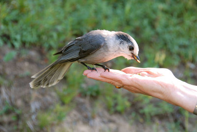 A Bird in Hand