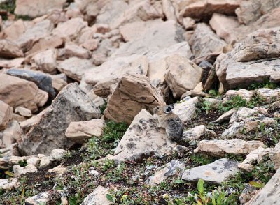A well camouflaged  American Pika