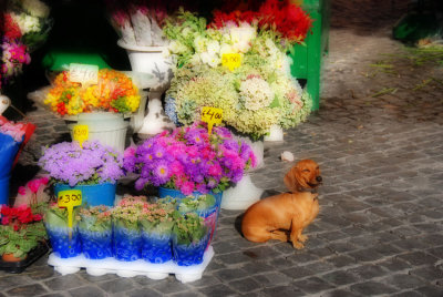 Flower Stand Assistant