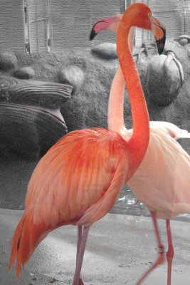 Flamingos in Edmonton Mall Canada