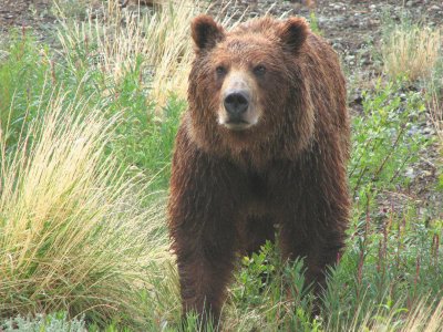 Yukon Bear