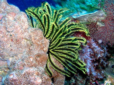 Wakatobi Underwater Images