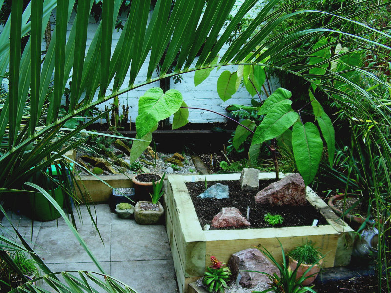 Schefflera Macrophylla