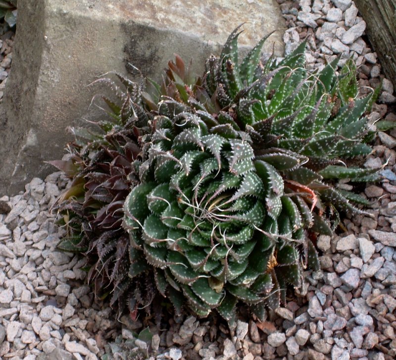 Aloe aristrata
