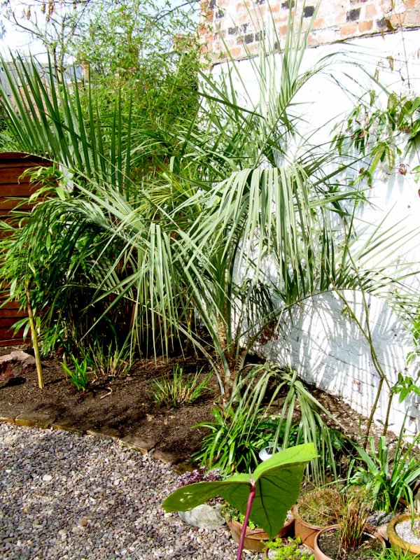 Butia Capitata