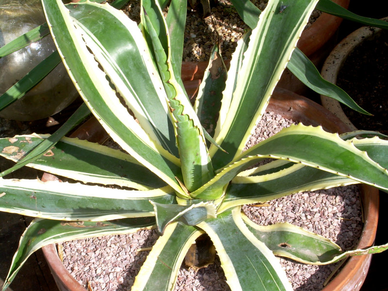 Agave Americana Marginata (died winter 07)