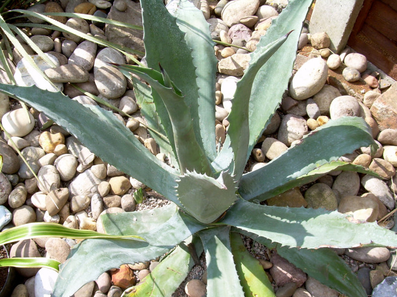 Agave Americana