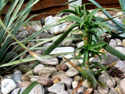 Aloe Striatula