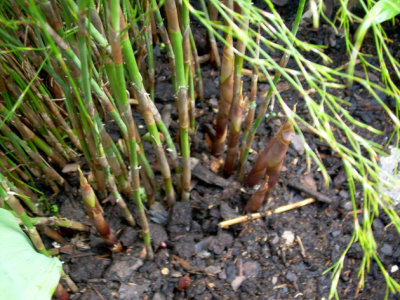 Calopsis Paniculata
