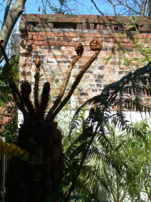 cyathea australis