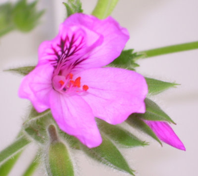 pelargonium papillouaecea