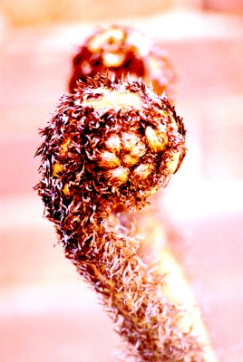 cyathea australis