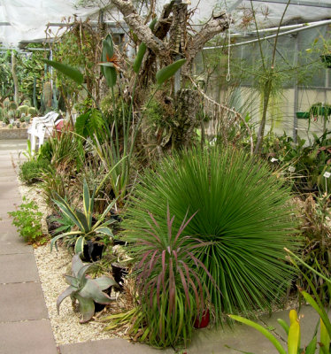 hollygate cactus nursery