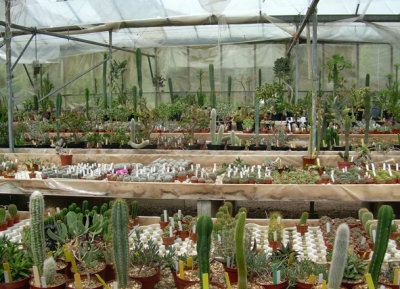 hollygate cactus nursery