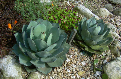 east ruston vicarage Agave (Parryi??)