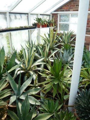 The Agave Nursery near Matlock