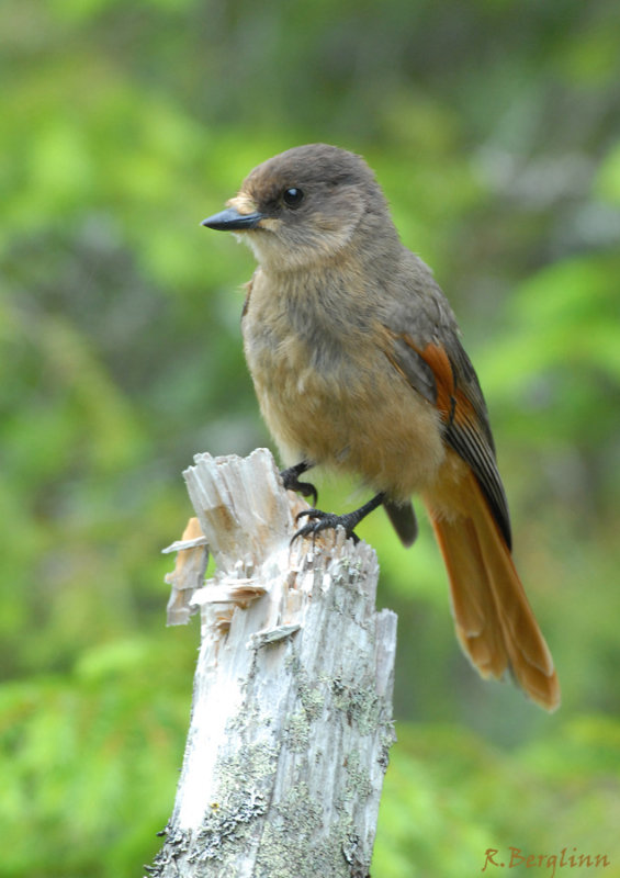 Siberian Jay / Perisoreus infaustus / Lavskrika